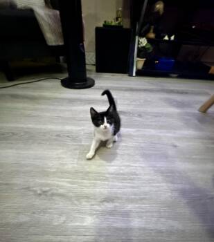 Rescue Domestic Short Hair Cats for Adoption in Beverly Hills, California - Max & Leo | PetCurious