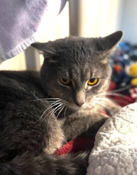 Rescue Domestic Short Hair Cats for Adoption in Hutchinson, Minnesota - Tigger | PetCurious