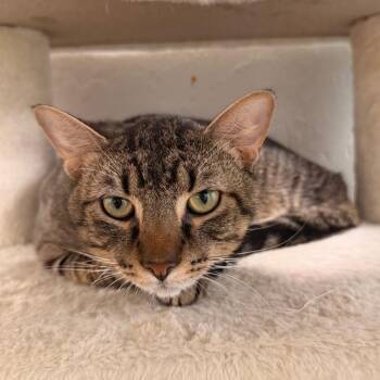 Domestic Short Hair Cats Available for Adoption in Gainesville, Florida - Gordo | PetCurious