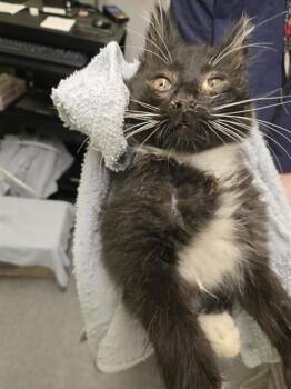 THORP -  Domestic Short Hair Cat for Adoption in Kent, Washington - THORP | PetCurious