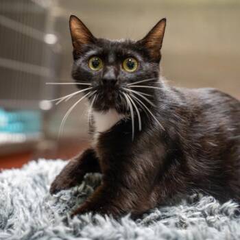 Nyx -  Domestic Short Hair Cat for Adoption in Gainesville, Georgia - Nyx | PetCurious