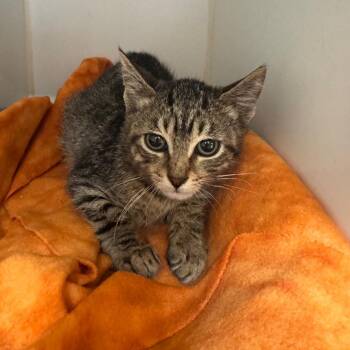 WoodsEar -  Domestic Short Hair Cat for Adoption in Lakewood, California - WoodsEar | PetCurious