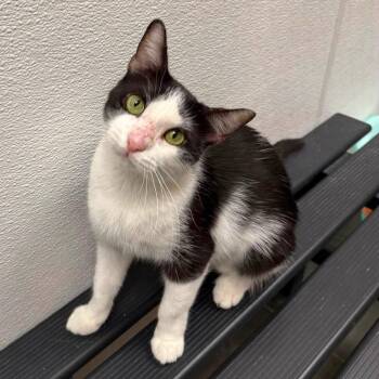 Donut -  Domestic Short Hair Cat for Adoption in Chandler, Arizona - Donut | PetCurious