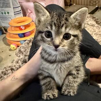 Ranni -  Domestic Short Hair Cat for Adoption in Wichita, Kansas - Ranni | PetCurious
