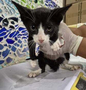 SANTIAGO -  Domestic Short Hair Cat for Adoption in Pensacola, Florida - SANTIAGO | PetCurious