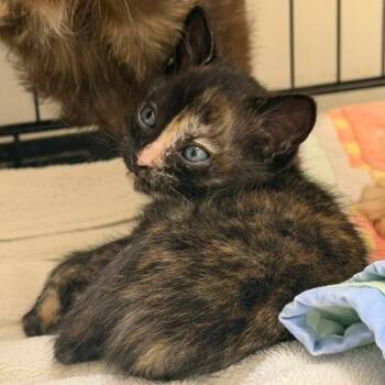Nora -  Domestic Short Hair Cat for Adoption in Cumming, Georgia - Nora | PetCurious