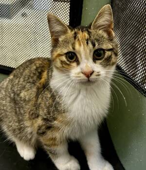 Lilo -  Torbie Cat for Adoption in Sandusky, Michigan - Lilo | PetCurious