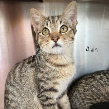 Alvin -  Domestic Short Hair Cat for Adoption in Knoxville, Tennessee - Alvin | PetCurious
