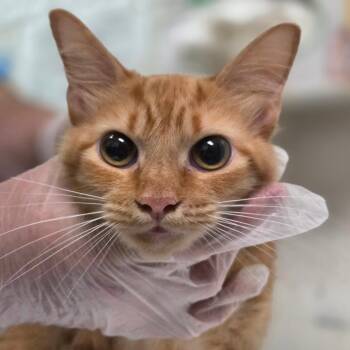She-Ra -  Domestic Medium Hair Cat for Adoption in Charleston, West Virginia - She-Ra | PetCurious