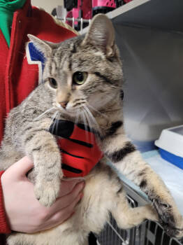 Rescue Domestic Short Hair Cats for Adoption in Linton, Indiana - Viola | PetCurious