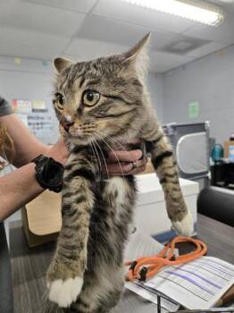 Domestic Medium Hair Cats Available for Adoption in Casper, Wyoming - HORACE | PetCurious
