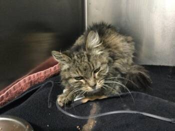 Domestic Short Hair Cats Available for Adoption in Thousand Palms, California - A1919277 | PetCurious