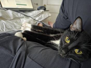 Princess -  Domestic Short Hair Cat for Adoption in Alexandria, Virginia - Princess | PetCurious
