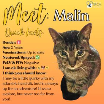 Tiger Cats Available for Adoption in Fulton, New York - Malin | PetCurious