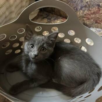 Kylie -  Domestic Short Hair Cat for Adoption in Calverton, Maryland - Kylie | PetCurious