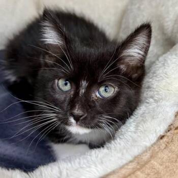 Domestic Short Hair Cats Available for Adoption in Atlanta, Georgia - Dana | PetCurious