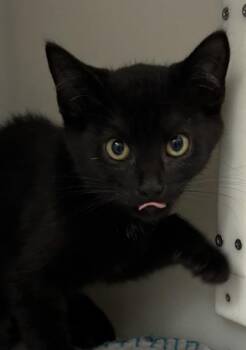 Sir Sneakypaws 1080-26 -  Domestic Short Hair Cat for Adoption in Cumming, Georgia - Sir Sneakypaws 1080-26 | PetCurious