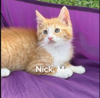 Nick -  Domestic Medium Hair Cat for Adoption in Shrewsbury, Massachusetts - Nick | PetCurious