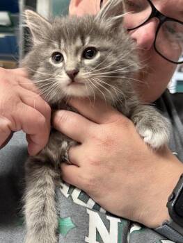 Domestic Long Hair Cats Available for Adoption - Yuji | PetCurious