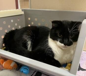 BOB -  Domestic Medium Hair Cat for Adoption in Springfield, Massachusetts - BOB | PetCurious
