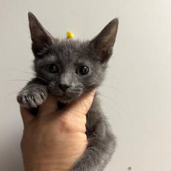 Gouda -  Domestic Short Hair Cat for Adoption in Fort Smith, Arkansas - Gouda | PetCurious
