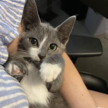 Skunk -  Domestic Short Hair Cat for Adoption in Granville, Ohio - Skunk | PetCurious