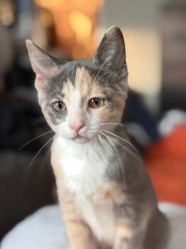 Hubble -  Domestic Short Hair Cat for Adoption in Murfreesboro, Tennessee - Hubble | PetCurious
