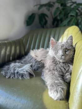 Domestic Long Hair Cats Available for Adoption in Fort Collins, Colorado - Marvin | PetCurious