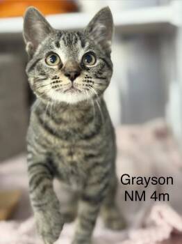 Grayson -  Domestic Short Hair Cat for Adoption in Colorado Springs, Colorado - Grayson | PetCurious