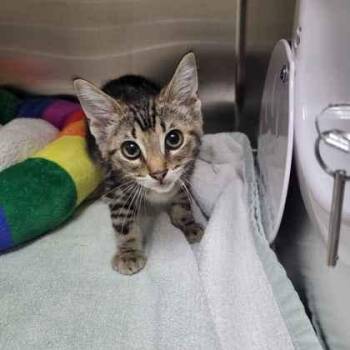 Grayson -  Domestic Short Hair Cat for Adoption in Memphis, Tennessee - Grayson | PetCurious