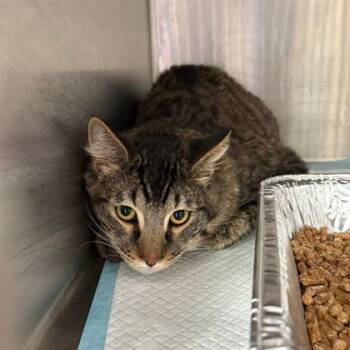 Domestic Short Hair Cats Available for Adoption in Fort Worth, Texas - Cosmo | PetCurious