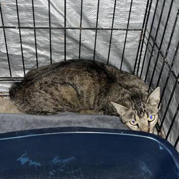 Melissa -  Domestic Short Hair Cat for Adoption in Stephenville, Texas - Melissa | PetCurious