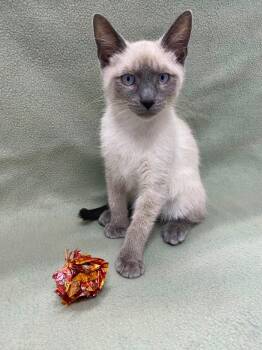 Domestic Short Hair Cats Available for Adoption in Grants Pass, Oregon - Doug Fur | PetCurious