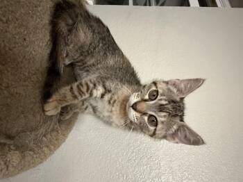 Domestic Short Hair Cats Available for Adoption in Rio Linda, California - Bambi | PetCurious