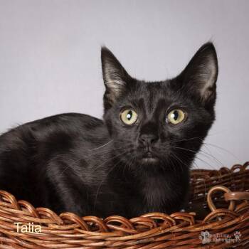 Talia -  Domestic Short Hair Cat for Adoption in Maryville, Tennessee - Talia | PetCurious