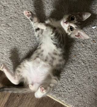 Jelly -  Domestic Short Hair Cat for Adoption in Davis, California - Jelly | PetCurious