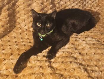 Domestic Short Hair Cats Available for Adoption in Youngtown, Arizona - Lupin  | PetCurious