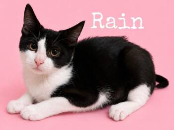 Rain -  Domestic Short Hair Cat for Adoption in Rutherfordton, North Carolina - Rain | PetCurious