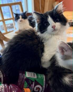 Papaya -  Domestic Long Hair Cat for Adoption in Anchorage, Alaska - Papaya | PetCurious