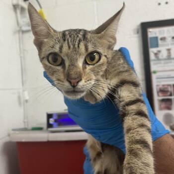 Sally Seashore -  Domestic Short Hair Cat for Adoption in Edinburg, Texas - Sally Seashore | PetCurious