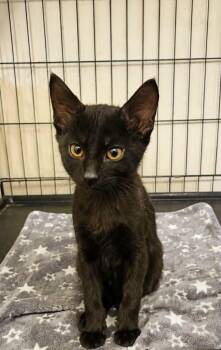 Jasper -  Domestic Short Hair Cat for Adoption in Yuba City, California - Jasper | PetCurious