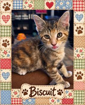 Biscuit -  Domestic Short Hair Cat for Adoption in Valley City, North Dakota - Biscuit | PetCurious
