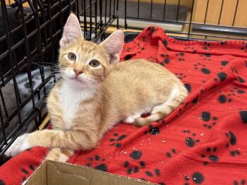 Rescue Domestic Short Hair Cats for Adoption in NEW PT RICHEY, Florida - Skittles | PetCurious