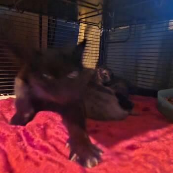 Domestic Short Hair Cats Available for Adoption in Ringtown, Pennsylvania - Felinakiss | PetCurious