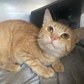 Zipper -  Domestic Short Hair Cat for Adoption in Chicago, Illinois - Zipper | PetCurious