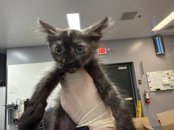 A1925649 -  Domestic Short Hair Cat for Adoption in Thousand Palms, California - A1925649 | PetCurious