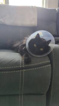 Domestic Medium Hair Cats Available for Adoption - Montague | PetCurious