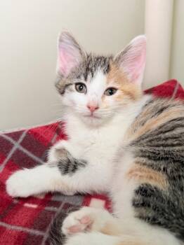 Hashtag -  Domestic Medium Hair Cat Available for Adoption in Menomonie, Wisconsin - Hashtag | PetCurious