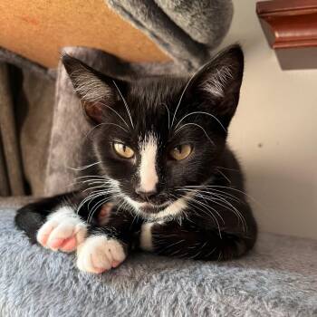 Fairina -  Tuxedo and Domestic Short Hair Cat for Adoption in Lombard, Illinois - Fairina | PetCurious