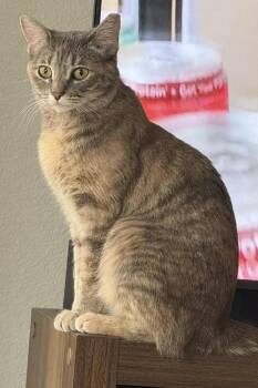 Domestic Short Hair Cats Available for Adoption in Chandler, Arizona - Cat Benatar | PetCurious